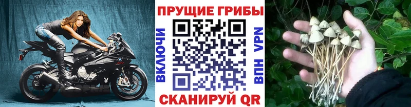 Псилоцибиновые грибы прущие грибы  Шилка 